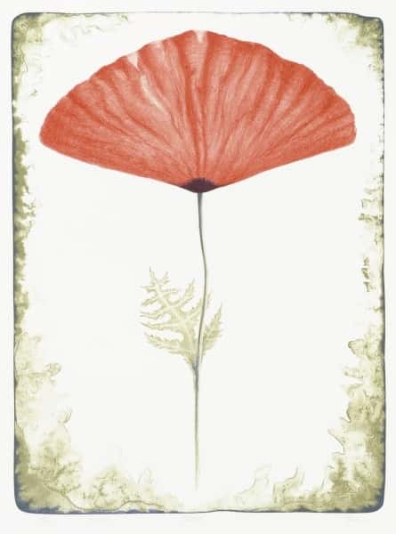 Scarlet av Øyvind Myhre