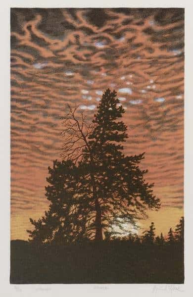 Aftenfuru av Øyvind Myhre